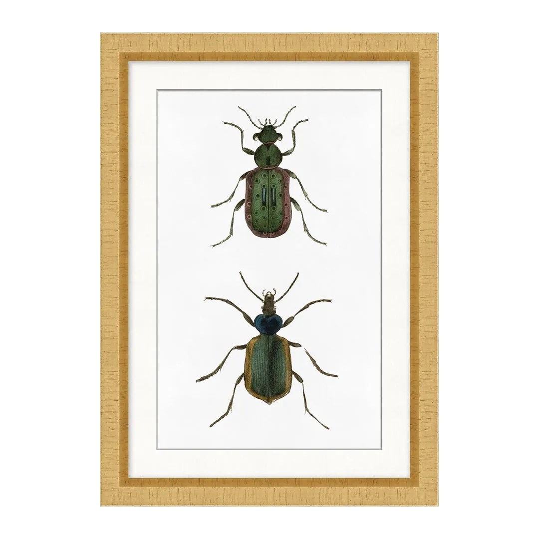 Beetle Study 1