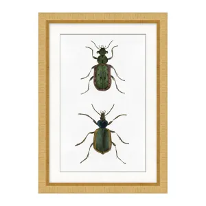Beetle Study 1