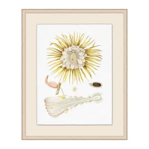 Flowering Pods Illustration